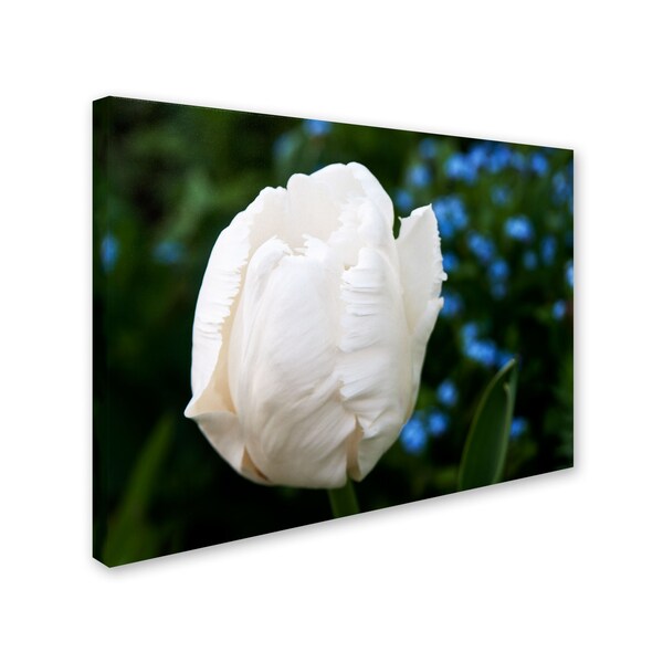 Kurt Shaffer 'White Parrot Tulip II' Canvas Art,18x24